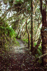 A small hiking trail leading through the wooded slopes on the edge of the Tsitsikamma Forest, in the Garden Route, South Africa.