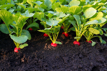 Radish grows in the ground. Young green leaves of organic natural radish sprouts.