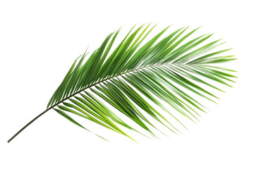 Obraz premium Stunning Palm Leaf in Vibrant Green . White background PNG