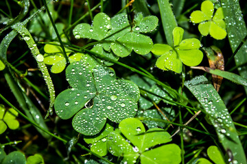The heart shaped leafs of woodsorrel, covered in droplets in the undergrowth of the Tsitsikamma Forest, South Africa.