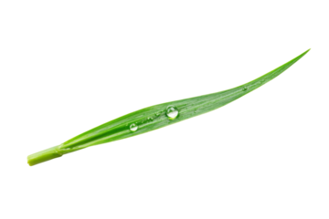 Dew-kissed Grass Blade: A Pristine Nature's Art . White background PNG