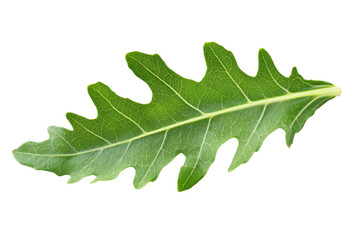 Naklejka premium Close-up of a Vibrant Green Leaf . White background PNG