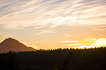 Colorful sunrise over a pine plantation in the eastern Cape South Africa.