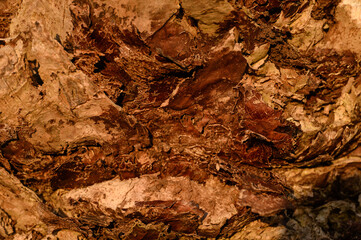 Background, texture of close-up coconut tree bark illuminated by sunlight.