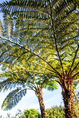 View from beneath a massive Tree fern, , Alsophila capensis, on the edge of the Knysna Forest of...