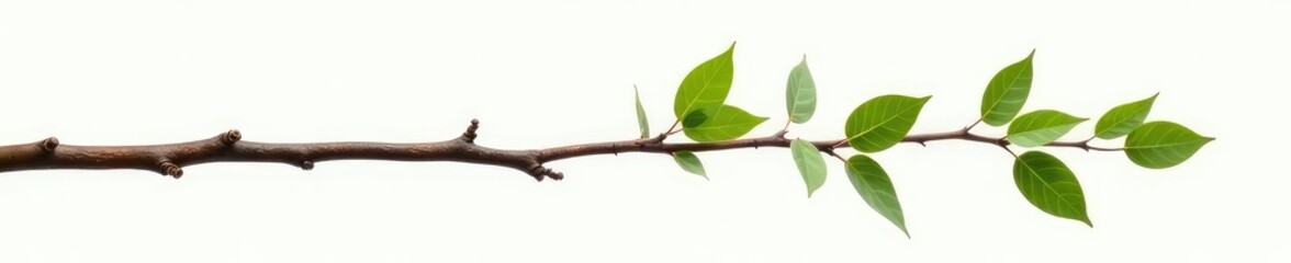 Long, slender branch with smooth surface isolated, branch, organic, long