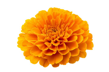 Stunning Orange Flower Close-up . White background PNG