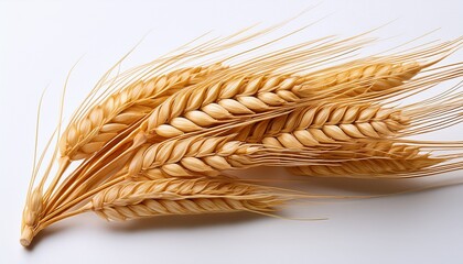 close up of a golden wheat spike showcasing its natural beauty isolated against a white background