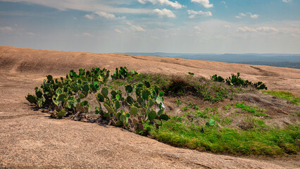 Prickly pear cactus growing on rocky terrain at Enchanted Rock State Natural Area, with scenic...