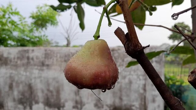 Java apple Fruit wet with dew. Khulna, Bangladesh. 28 April, 2025.