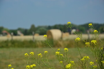 Blüten, Hintergrund, Strohballen, Feld, natur, Ernte, Himmel