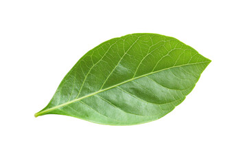 Obraz premium Close-up of a Vibrant Green Leaf . White background PNG