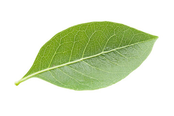 Obraz premium Close-up of a vibrant green leaf . White background PNG