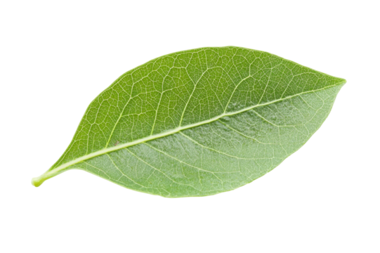 Close-up of a vibrant green leaf . White background PNG