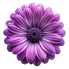Obraz premium pink daisy isolated on white