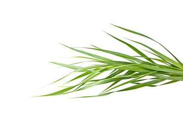 Fototapeta premium Closeup of Lush Green Grass . White background PNG