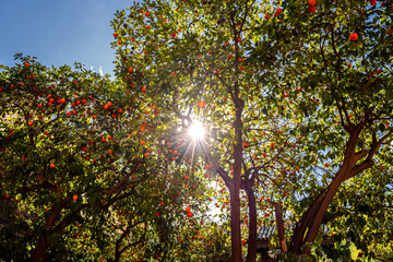 Sunlight shining through orange trees in a vibrant garden in Marrakesh, Morocco, featuring lush green foliage, ripe citrus fruits, natural rural scenery and authentic Mediterranean botanical landscape