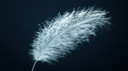Obraz premium Delicate white feather against dark background. A single, fluffy feather stands out against a dark backdrop, showcasing its soft texture and delicate structure
