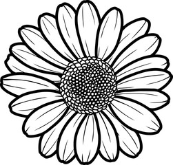 black and white daisy