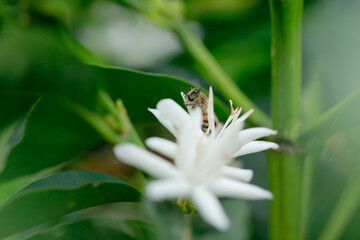 Bee Collecting Nectar from a Vibrant Flower
