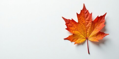 Fototapeta premium A single maple leaf on a white surface with subtle imperfections, organic, botanical