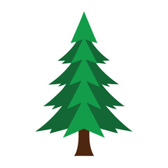 Tall Pine Tree