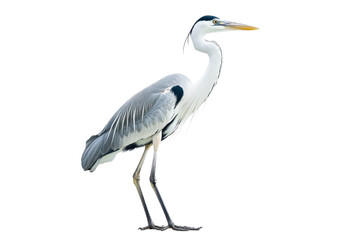 Obraz premium Majestic Grey Heron in Profile View . White background PNG