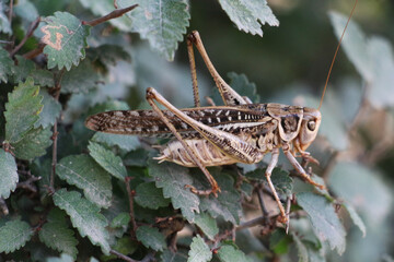 grasshopper on a leaf