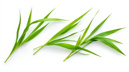 Fototapeta premium Three Delicate Green Grass Blades Isolated on a White Background Showcasing Nature's Simplicity and Beauty