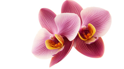 Orchid Flower Blossom 3D Realistic Top View Style
