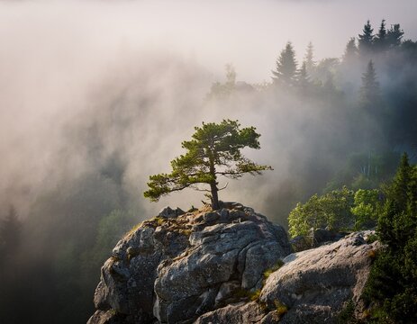 solitary tree atop a rocky outcrop surrounded by dense fog in a forest