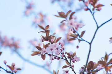 pink cherry blossom