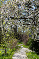 Fototapeta premium footpath in the woods