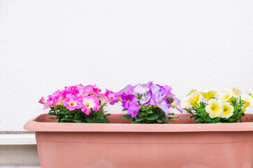 プランターに植えたペチュニア