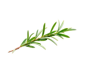 Fototapeta premium Rosemary sprig - fresh herb on black background