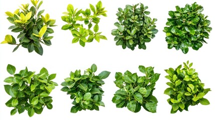 Naklejka premium Set of garden bushes with broad leaves, with some showing hints of yellow on a white background.