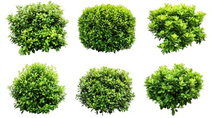 Obraz premium Set of garden bushes with fine-leaved texture and bright green tones on a white background.