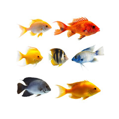 Vibrant Collection of Tropical Fish Eight Diverse Species On Transparent Background