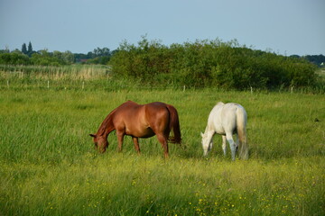 Tier, Pferd, Weide, Natur, Landschaft, Himmel, Horizont, Sommer