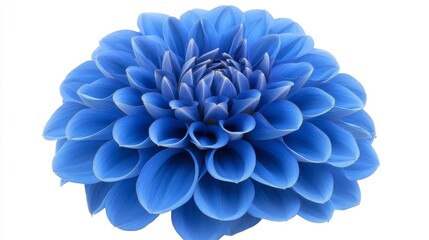 Obraz premium Vibrant Blue Dahlia Close Up