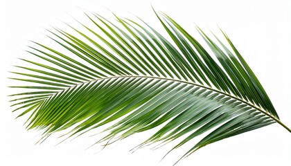 Obraz premium coconut palm leaf isolated for object and retouch design
