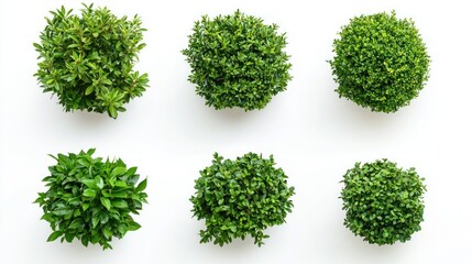 Set of garden bushes with lush, healthy foliage and small decorative flowers on a white background.