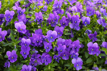 Beautiful pansy flowers in the garden