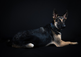 german shepherd puppy