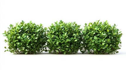 Obraz premium Set of garden bushes with tightly packed leaves and rich green tones on a white background.