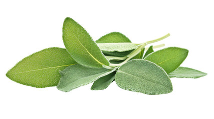 Fresh Sage Leaves Isolated on White Background for Culinary Designs