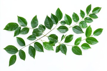 Fototapeta premium Two branches with green leaves arranged on a white background in a studio shot for decoration