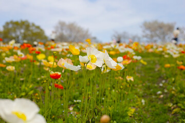 Beautiful poppy flower garden. The Expo 70 Commemorative Park, Osaka, Japan