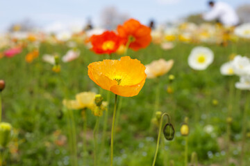 Beautiful poppy flower garden. The Expo 70 Commemorative Park, Osaka, Japan