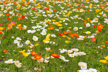Beautiful poppy flower garden. The Expo 70 Commemorative Park, Osaka, Japan